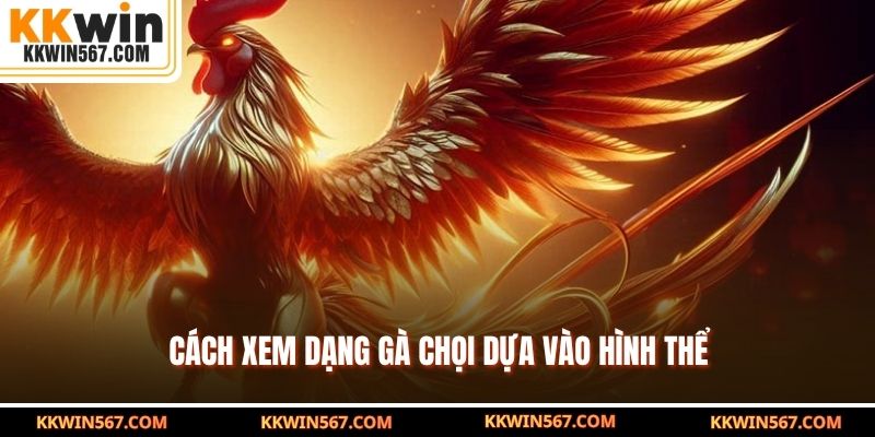 Cách xem dạng gà chọi dựa vào hình thể