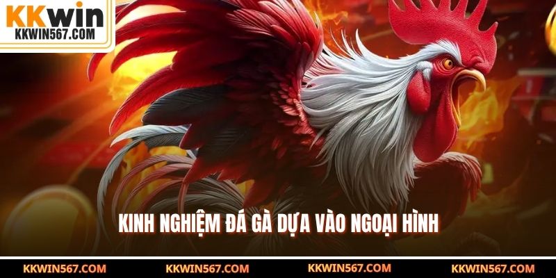 Kinh nghiệm đá gà dựa vào ngoại hình