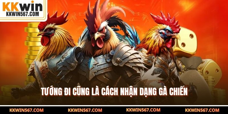Tướng đi cũng là cách nhận dạng gà chiến